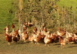 Pappelhain und davor viele Hühner die frei herumlaufen