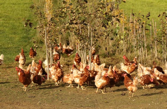 Pappelhain und davor viele Hühner die frei herumlaufen