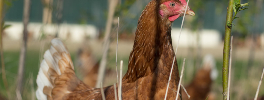 Hühner auf der Weide bei Rottaler Landei